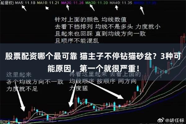 股票配资哪个最可靠 猫主子不停钻猫砂盆？3种可能原因，第一个就很严重！